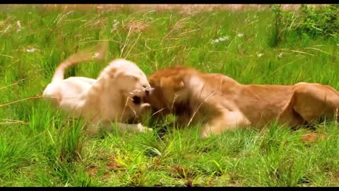lions