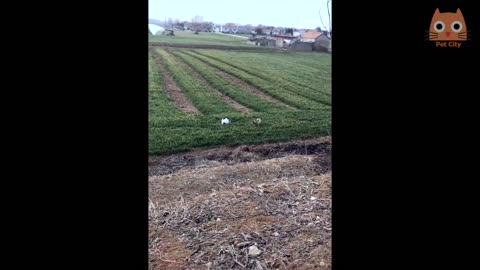 Try not to laugh - Funny cat and dog videos. Have a good time.