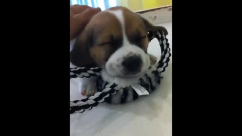 very cute sleeping puppy