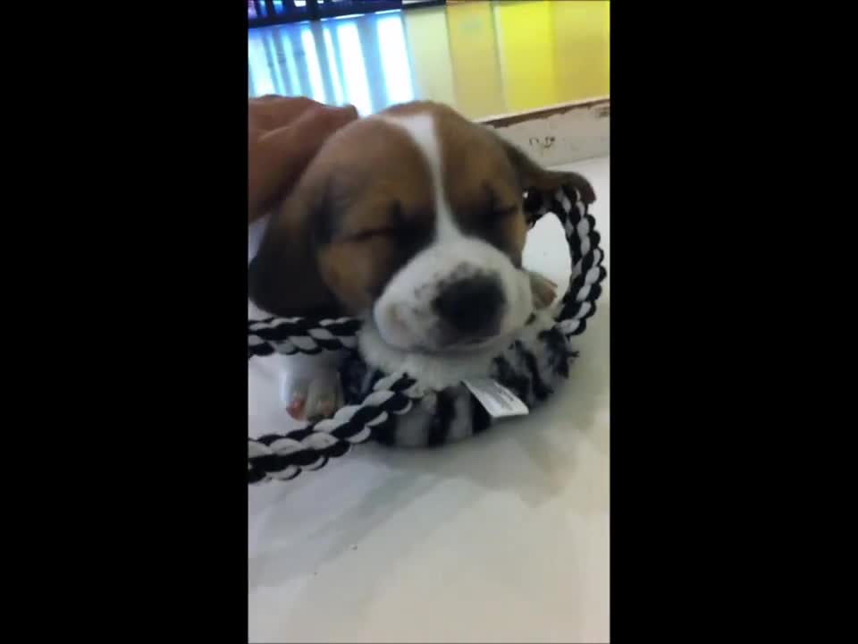 very cute sleeping puppy