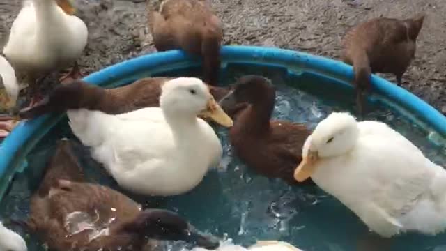 Having fun in the pool