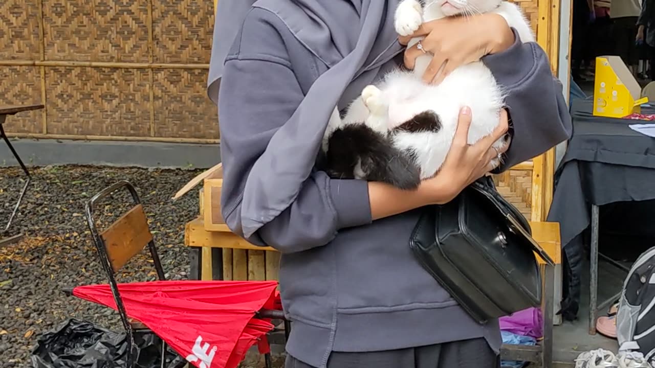 Masked Cat Displays a Dominant Hiss