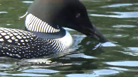 Loon Family