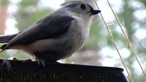 Tufted Titmouse