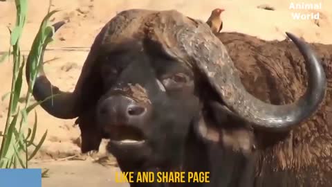 Animal attack in Africa