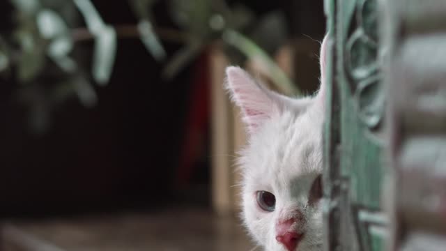 A White at Hiding on The Book Shelves #cats