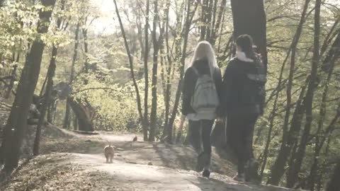 walk little dog on forest path