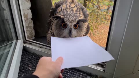 The owl delivered the letter. But this is not the letter I was expecting