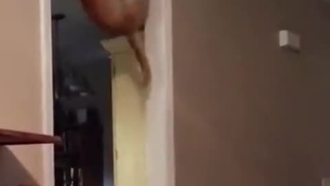 Wall jumper