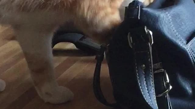 Cat Steals Credit Card Out Of Woman's Purse