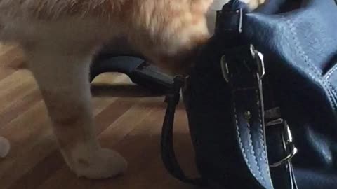 Cat Steals Credit Card Out Of Woman's Purse