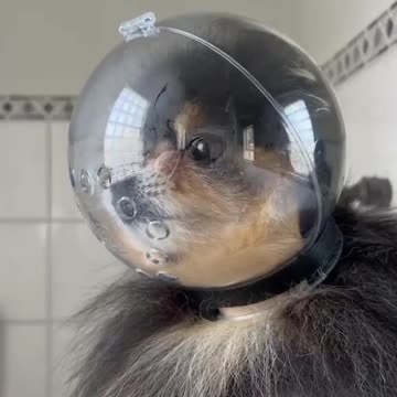 funny dogvideos! Cuteanimals! Cutedogs