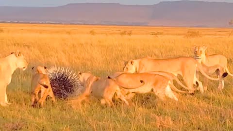 Lion full attack video full HD