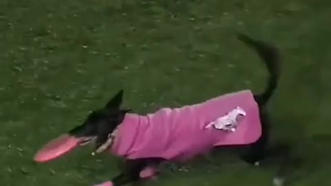 dog is loyal than man