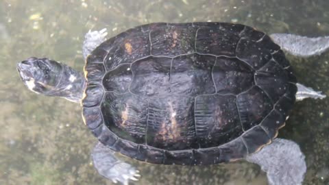 Splendid water turtle