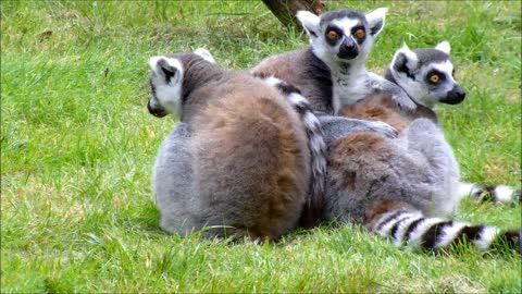 Ringtailed_Lemurs