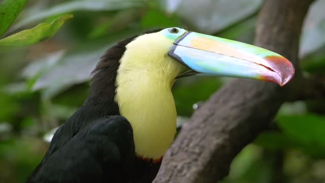 Toucan.