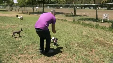 (DOG PARK MENACE) | Cesar911 Shorts