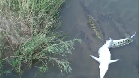 crocodiles eating dead crocodile