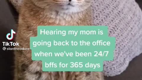 cat realises their human will be going back to work