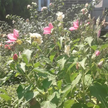 House in a flower garden