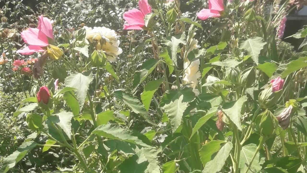 House in a flower garden