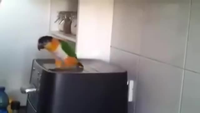 WOW Parrot Starts Dancing To His Favorite Irish Song!! His Moves Will Totally Crack You Up :)