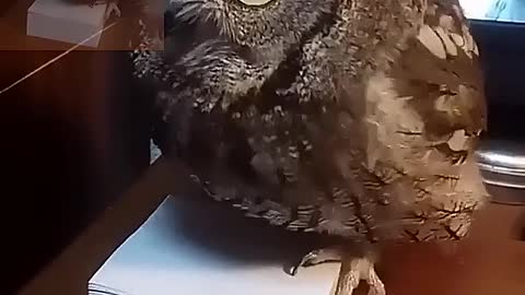 The owl