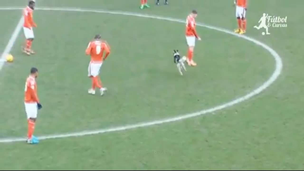 Dog behavior on the soccer field during the game
