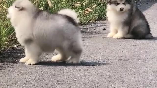 Funniest and Cutest Puppies