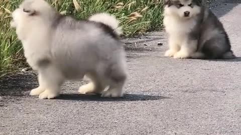 Funniest and Cutest Puppies