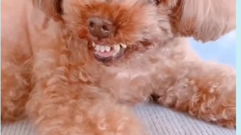 Cute poodle puppy laughinnnng