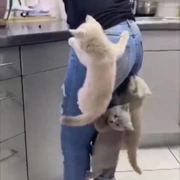 Kittens Climb Their Mom as They Couldn’t Wait for Food_batch
