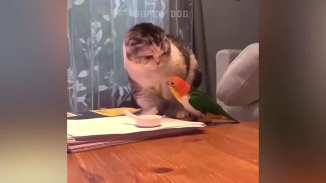 Smart parrot fighting with cat