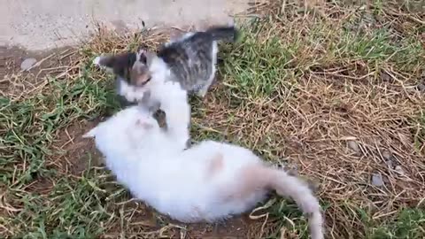 Little kittens are fighting 🥰😂 Funny kittens playing