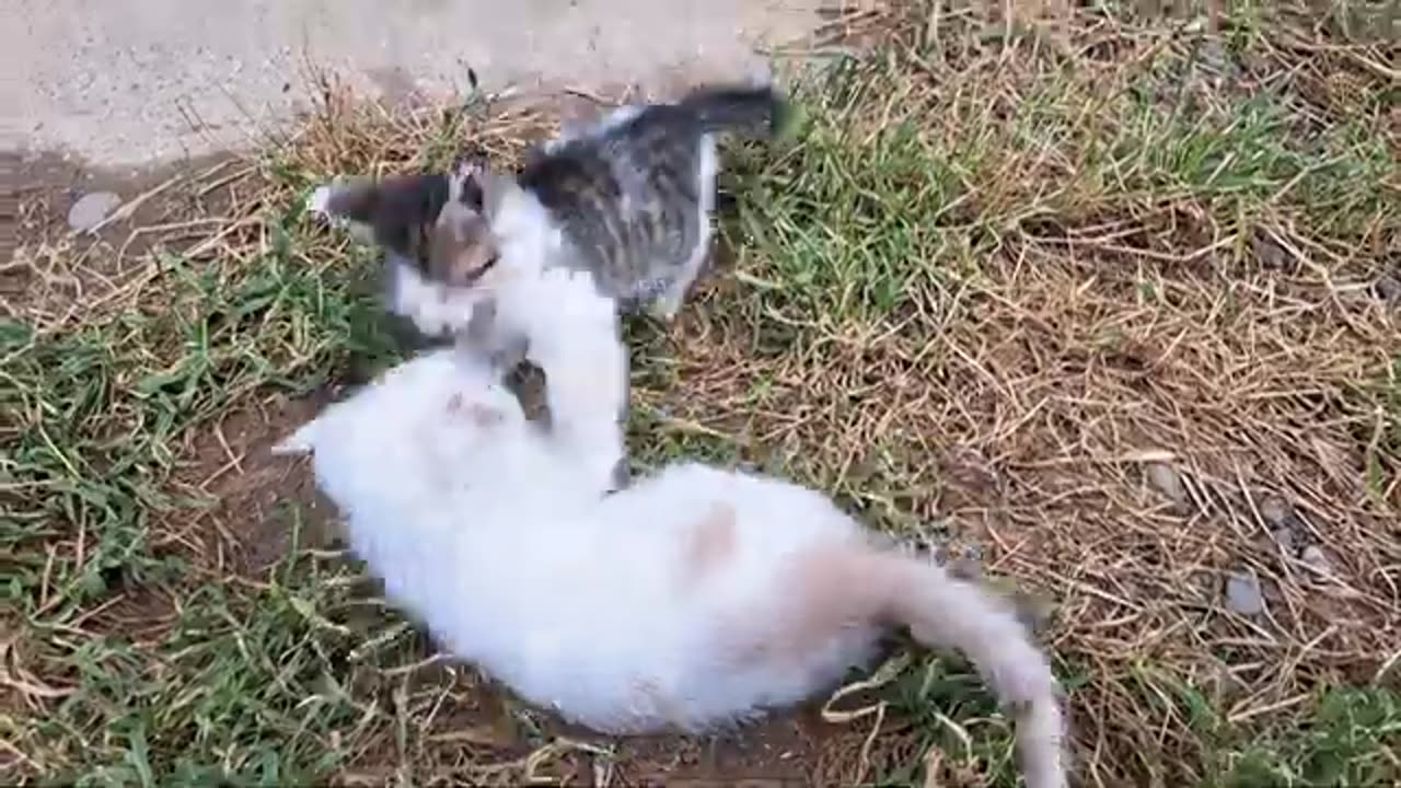 Little kittens are fighting 🥰😂 Funny kittens playing