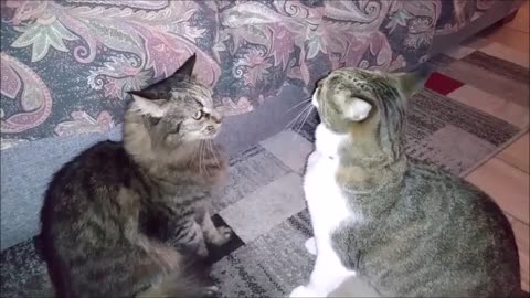 2021 BEST CUTEST MEME CAT ROARING LIKE A TIGER AGAINST OTHER CAT