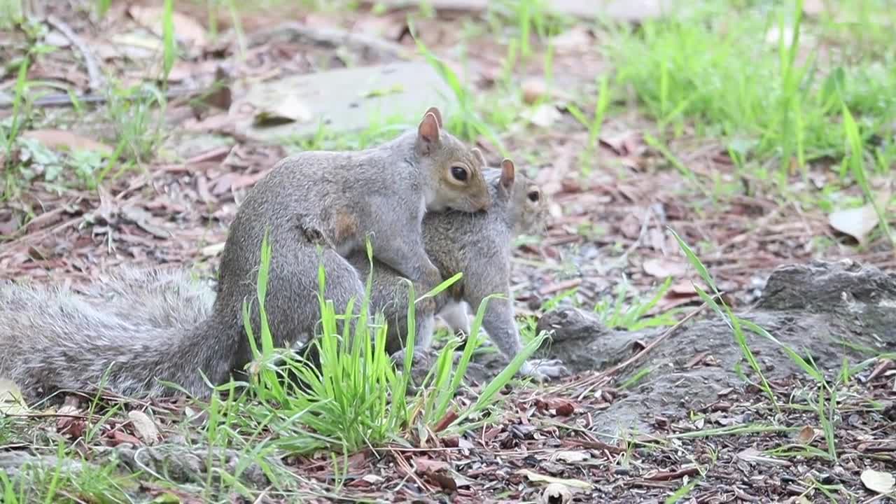 Squirrels in love