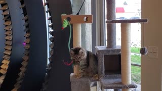 Stella Grace gets a tower