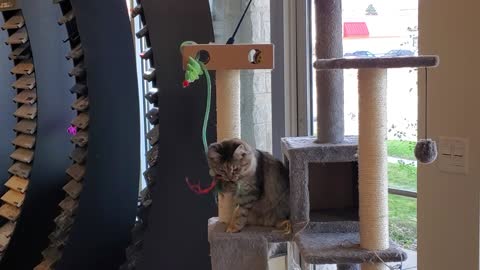 Stella Grace gets a tower
