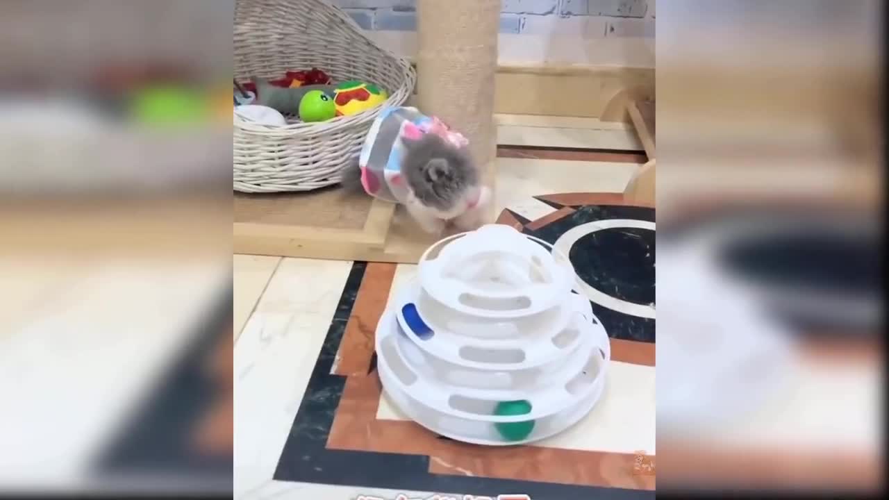 Pet collection: lovely, funny