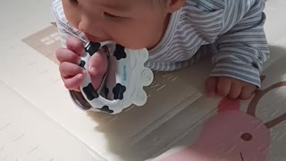 Baby VS Cow