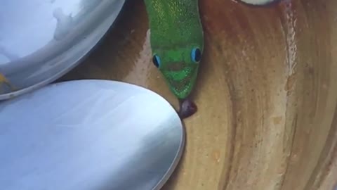 Green lizard licking brown bowl