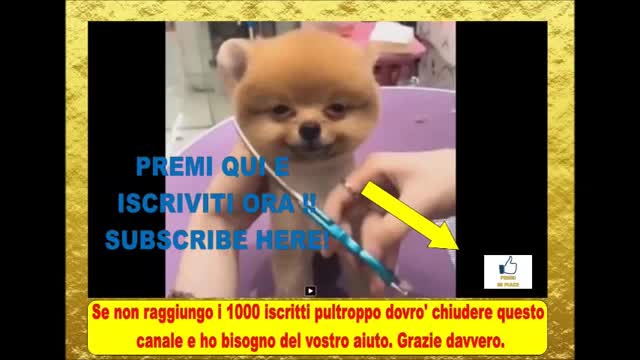 Try Not To Laugh At This Ultimate Funny Dogs and Cats Video Compilation