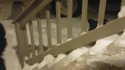 Two black and white dogs trying to go up wooden stairs are scared of snow shovel