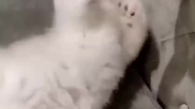 Family of small animals