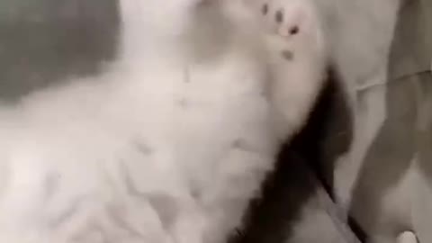Family of small animals