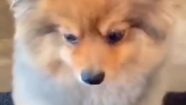 Funny Dog Shocked.