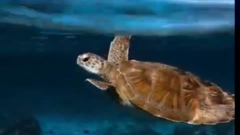 Snorkeling in Maldives