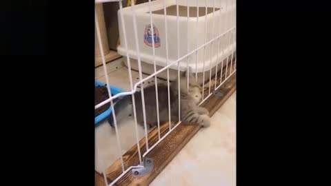 funny cat play Hhhh